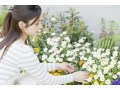 植栽プランの基本と年間シミュレーション！庭や花壇は計画的に植栽を