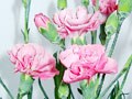 鉢植えカーネーションを楽しむ