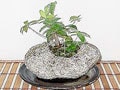 苔玉、盆栽…涼やかに、なごみの和を楽しむ