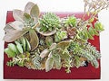 キュート！　多肉の寄せ植えとタブロー