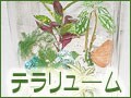 ハイドロ＆炭植えで作るテラリウム