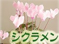 シクラメンを楽しむ