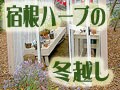宿根ハーブの冬越し
