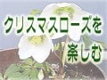 クリスマスローズを楽しむ