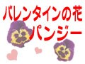 バレンタインの花パンジー