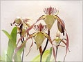 「世界らん展2005」を堪能！