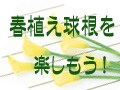 春植え球根を楽しもう！