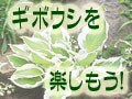 ギボウシ（ホスタ）を楽しもう！