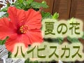 夏の花、ハイビスカス