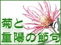 菊と重陽の節句