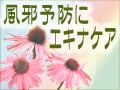 風邪予防にエキナケア
