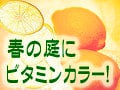 春の庭にビタミンカラー！