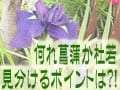 何れ菖蒲か杜若、見分けるポイントは？！