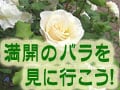 満開のバラを見に行こう！