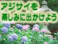 梅雨の花、アジサイを楽しみに出かけよう