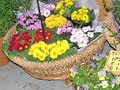 Vol.2お手軽植物で一鉢から始めよう！