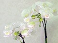 ギリシャ神話で綴る「世界らん展2007」