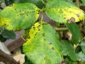 バラの黒星病とは？原因や薬剤での予防や治療・対処法など