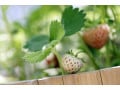 ストロベリーポットの使い方とは？