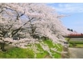 お花見におすすめ！全国の桜の名所103選