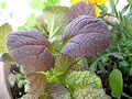 ベランダで「食べられる寄せ植え」を!