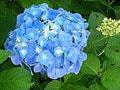 梅雨の花、アジサイを育てて楽しむ