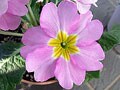 早春の花、プリムラを楽しむ