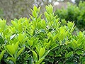 事件簿4.　きれいな花にも要注意！