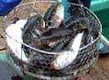 天然ふぐ水揚げ漁港の宿で至福を味わう！　伊勢志摩「安乗」天然ふぐの宿