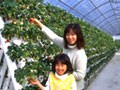 立体型水耕栽培のいちご園でいちご狩り