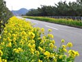 春を探しに房総へ！子連れ花摘みドライブ