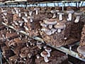 今が旬！ビックリ肉厚しいたけバーベキュー