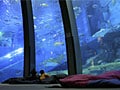 親子で水族館に泊まろう！