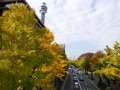 横浜の紅葉2019年！人気スポットとおすすめカフェ&レストラン