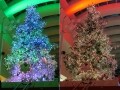 【動画】クイーンズスクエア横浜「ミラクル☆ツリー」