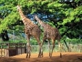 ホノルル動物園（トワイライトツアー）／ホノルル