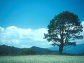 投信界に新風？ついに登場！30年ファンド