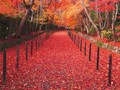 感動必至！この秋行きたい京都の紅葉おすすめスポット20選