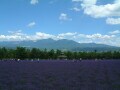 紫に染まる美瑛・富良野のラベンダーめぐり／北海道