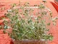 食育や理科に！ブロッコリーの芽を育てる