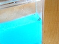 「アントクアリウム」で観察する、アリの生活　アリを飼う！