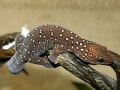 トリオニービロードヤモリとは？ 細かい明色斑が美しい！