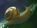 ストップ理科離れ！カタツムリを観察しよう