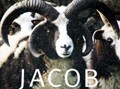 稀少な英国羊ジェイコブの毛を使ったマフラー＆帽子　ジェイコブウールの小物たち