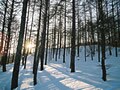 雅子様の病名は「適応障害」　その症状とは