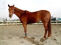 あえて、タレント・三遊亭円楽を偲ぶ