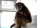 「やぐちひとり」が不死鳥のように復活!?!