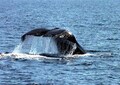 世界遺産の知床・羅臼で鯨ウオッチング