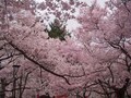 お花見まえに知っておきたい桜の秘密？！