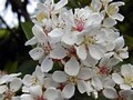 花と屍～特選・桜のミステリー